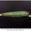 melanargia hylata talysh larva3c